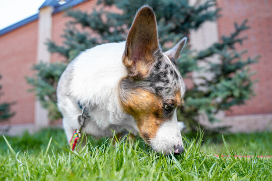 Blue merle corgi dog sniffing green grass in a yard with an evergreen tree and brick wall softly blurred behind, low angle view showing curious pet behavior and springtime outdoor light