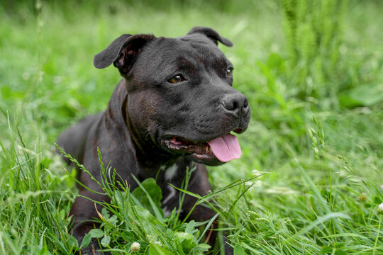 Black staffordshire type dog rests in lush green grass with tongue out, relaxed and calm in a natural park environment with soft background blur, warm summer light and candid pet portrait outside now