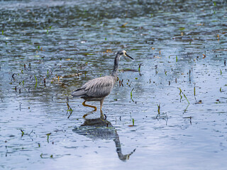 Obraz premium White Faced Grey Heron Hunting Along