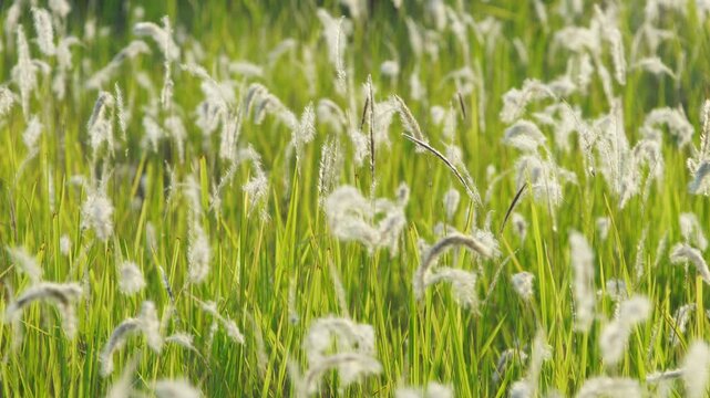 Sunlit Green Grass Field with Soft White Flowers in Bloom