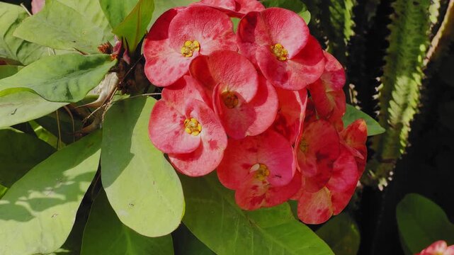 Tilt up shot revealing Crown of Thorns flowers blooming with bright red bracts and green leaves in a garden under natural daylight.