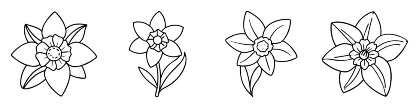 Botanical line art illustration showcasing a variety of daffodil flower arrangements