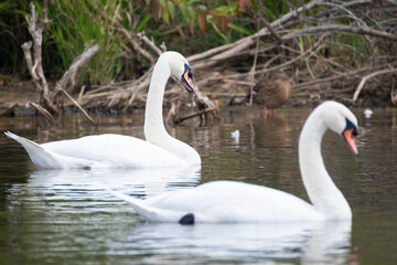 Obraz premium Swans floating on lake