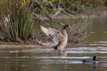 Fototapeta premium Mallard flopping its wings
