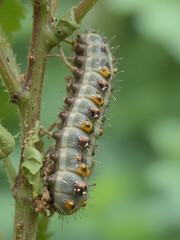 Fototapeta premium The grey caterpillar like larval stage of Solomons seal sawfly that can defoliate Polygonatum species and hybrids in early summer