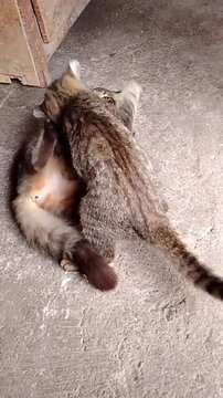 A captivating close-up of two domestic cats playfully interacting on a textured concrete surface, showcasing their fur and natural behavior