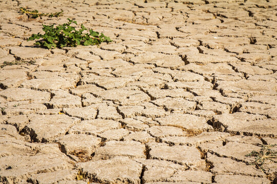 Cracked earth and a small green sprout mark the dried Zayandeh River bed in iran in summer drought, illustrating water scarcity in central Iran, heat stress, and the effects of climate change.