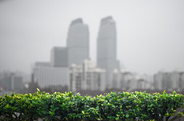 Fototapeta premium Defocused grey city skyline background with sharp green bushes in foreground, moody urban atmosphere with copy space.
