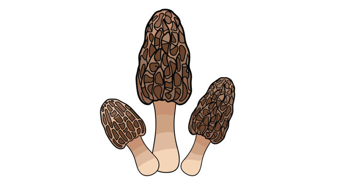 Group of three morel mushrooms of various sizes standing together in a simple hand-drawn illustration style on a white background.