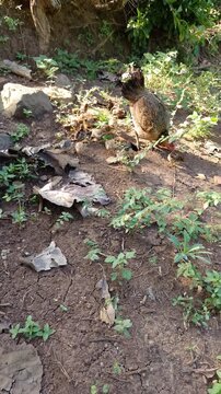 Sukabumi Regency, Indonesia - Tracking shot of A brown hen and her chicks peck at food on the ground. Green leaves and scattered foliage surround them. The natural forest floor is in the background