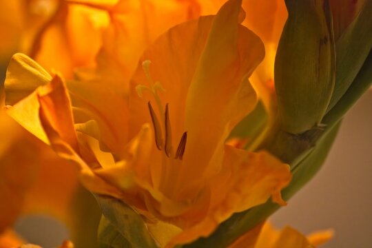 Closeup of an orange Gladiola flower.