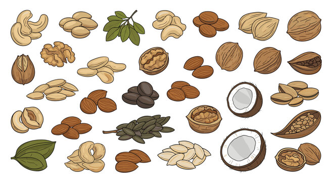 Comprehensive set of various nuts and seeds including walnuts, almonds, cashews, and coconuts are shown with leaves on white background.