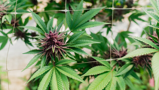 Close-up of vibrant purple cannabis flowers growing on a healthy marijuana plant,Cultivation of premium medical cannabis, featuring ripe purple buds and green leaves,