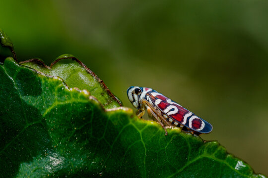 multicolored red leafhopper perched on a leaf