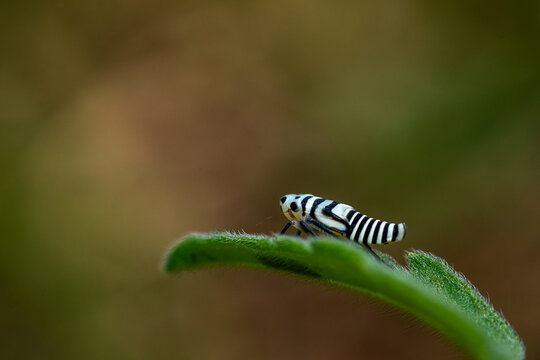 black and white leafhopper perched on a leaf macro photography