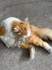 Fototapeta premium An orange and white cat sits on the ground, grooming itself by licking its fur in a natural and cute moment