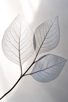 Delicate translucent skeleton leaves on a graceful branch