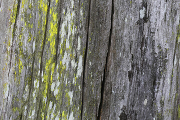 Fototapeta premium This image shows the texture of old tree bark covered with the lichen species Chrysothrix candelaris.