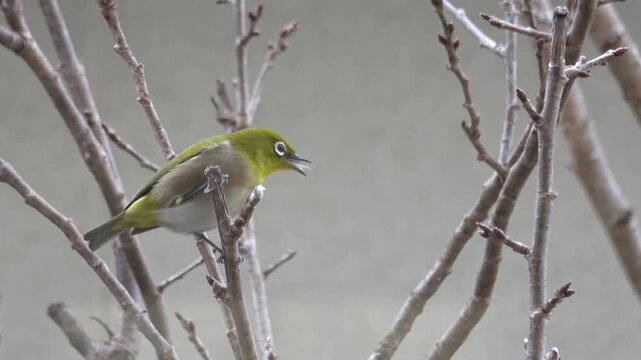 木の枝に止まり、牛脂を食べて飛び去るメジロ  日本の冬の野鳥  4K