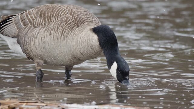 Canadian Goose (Branta canadensis) Foraging In Shallow Water In Snow Storm