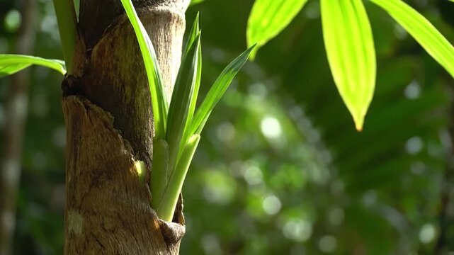 New growth emerges from a textured tree trunk in a lush forest