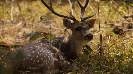 deer in the woods © Hemanth