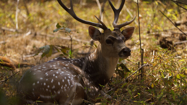 deer in the woods