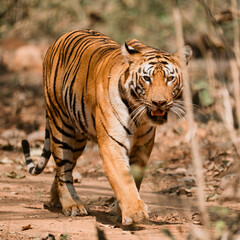 Obraz premium tiger in the wild