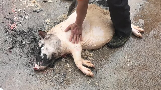Hands Preparing Festival Pork in Chinese Village, Butchering Process