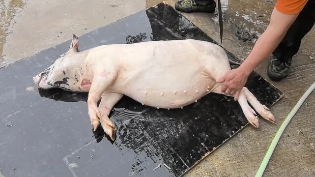  Atmospheric Documentary: Hands Slaughtering Pig for Village Feast