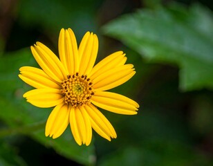 Obraz premium Close-up of a vibrant yellow flower with intricate details and green leaves