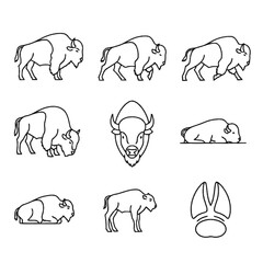 Fototapeta premium Set of nine minimalist black line art icons featuring American bison in different poses including walking, grazing, resting, head portrait, calf, and cloven hoof print track.