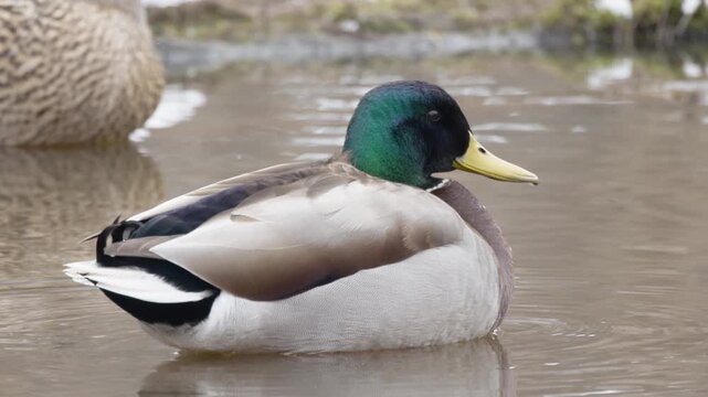 Slow Motion Close Up of Mallard Duck (Anas platyrhynchos) Opening Beak