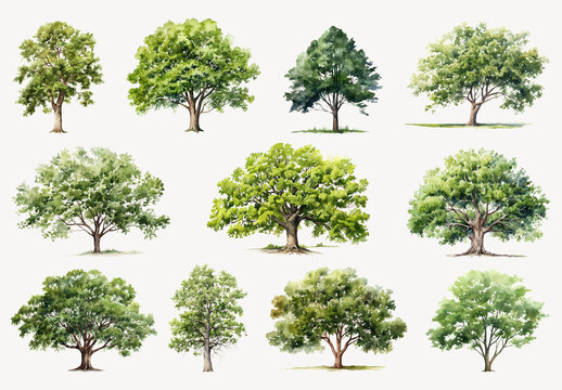 Watercolor Trees Illustration Element Set