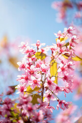 Obraz premium Vertical Horizon Pink Pastel flower floral soft nature blossom blurred background. Vintage romance plum botanical bloom spring season. Vertical Blurry Cherry blossom petals plant in beautiful garden