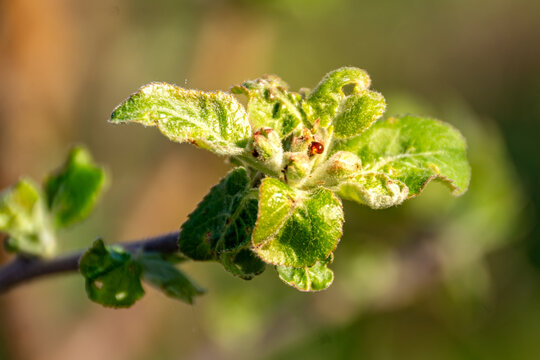 Morning sun catches a tiny dewdrop on a budding apple branch - but it is not dew, it is - bug juice - from hidden aphids