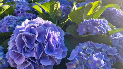 初夏の陽光に照らされて鮮やかに咲く紫色のあじさい（紫陽花）。重なり合う繊細な花びらと瑞々しい緑の葉が美しい自然の風景。清潔感と気品のある雰囲気で、ジューンブライド、梅雨の季節、ガーデニング、フラワーギフトの広告やバナー背景に最適な写真素材。 © Elsie