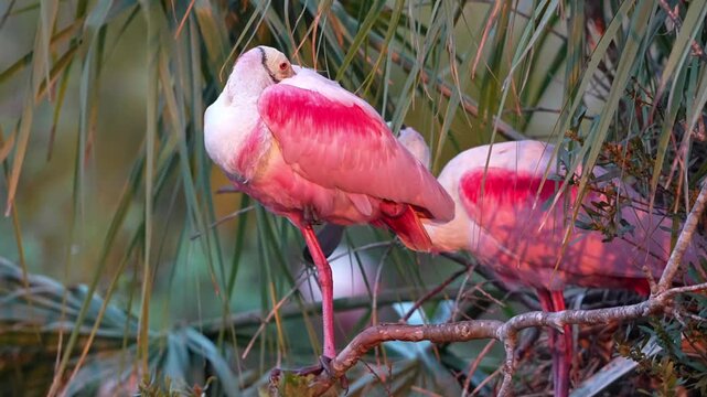 roseate spoonbill sleeps on branch at sunset