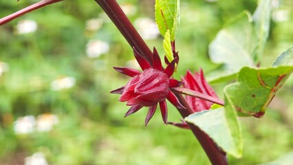 Roselle flower or Hibiscus sabdariffa. © lesyeuxdedidi