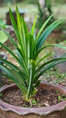 Obraz premium Pandan leaves, the plants in garden.
