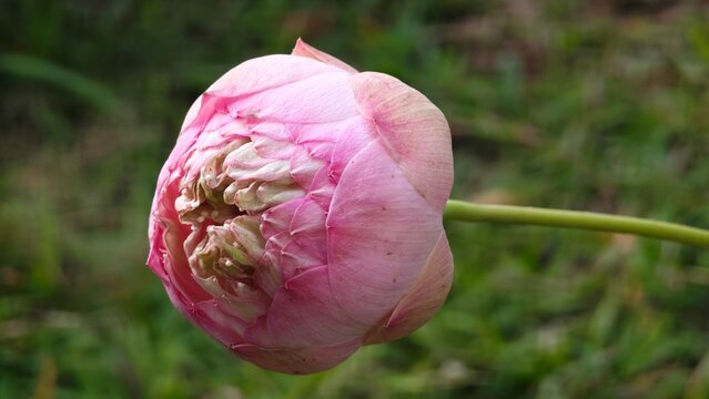 Pink lotus flower unbloomed in a pond.