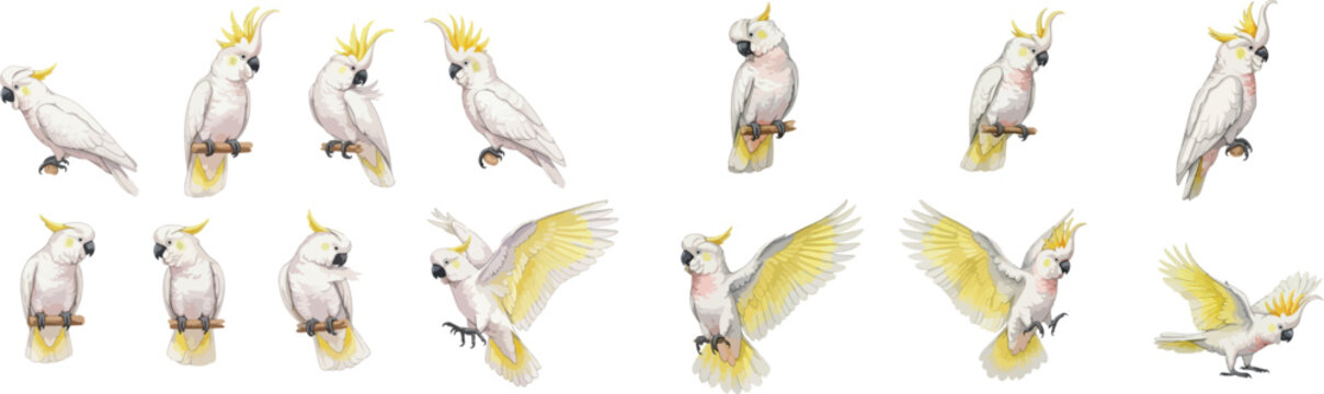 Watercolor Cockatoo Collection