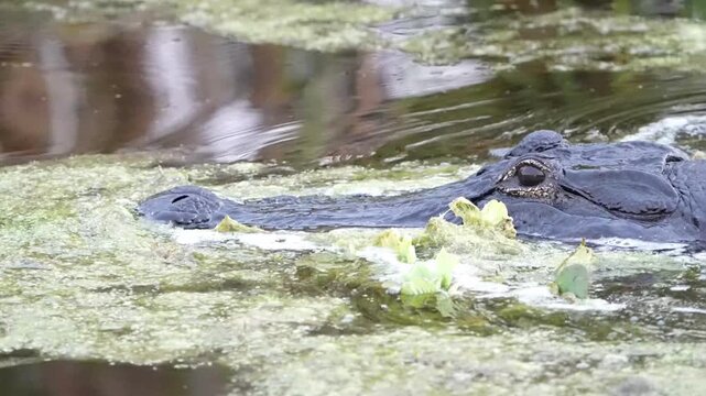 alligator swimming in the water