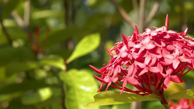 Vibrant Red Ixora Coccinea Flower Blooming in a Tropical Garden