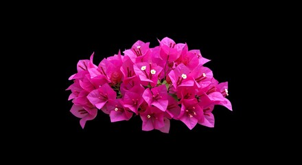 Fototapeta premium Crimson Bloom Against Midnight