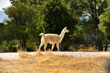 Fototapeta premium White llama walking on a sunny park