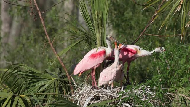 Baby roseate spoonbill chicks in the nest begging for food with both parents 