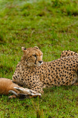 Fototapeta premium Cheetah Feeding on Antelope Prey in African Savannah