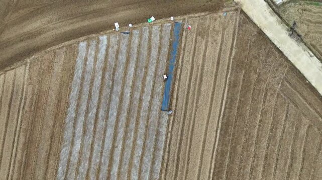 Commercial Footage: Elderly Farmers Mulching Seeded Corn Rows in Spring 