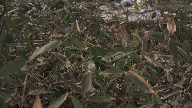 冬枯れの森と笹のの中を流れる渓流風景